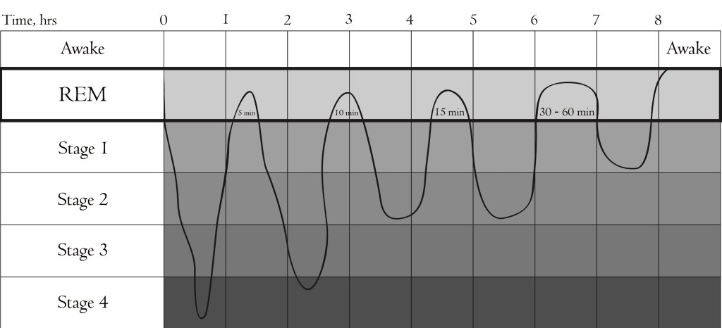 8h sleep cycle, with alternating REM and non-REM phases
